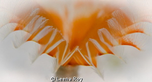 Feather duster worm by Leena Roy 
